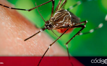 La Secretaría de Salud del estado informó que se han registrado 35 casos positivos de dengue en la entidad hasta el 5 de julio de 2024