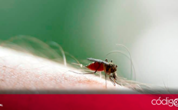 Los casos de la fiebre de Oropouche en Cuba se han extendido a 39 municipios de 12 de las 15 provincias de la isla, informó el Minsap; la vía de transmisión es por picadura de mosquitos y presenta sintomatología similar a la del dengue