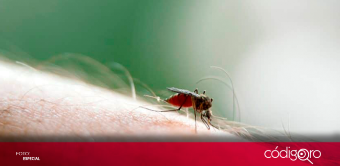 Los casos de la fiebre de Oropouche en Cuba se han extendido a 39 municipios de 12 de las 15 provincias de la isla, informó el Minsap; la vía de transmisión es por picadura de mosquitos y presenta sintomatología similar a la del dengue
