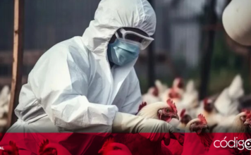 Ante la preocupación por un brote del virus H5N1 en las vacas lecheras e infecciones en 3 trabajadores del sector lácteo, el gobierno de EUA concedió 176 mdd a Moderna para el desarrollo de una vacuna contra la gripe aviar, informó la compañía