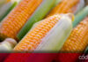 De acuerdo con datos del Departamento de Agricultura de EUA, México compró 133 mil toneladas de maíz amarillo para el año comercial 2024-2025