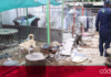 Autoridades municipales clausuraron un refugio de animales en Querétaro tras constatar condiciones de hacinamiento, insalubridad y maltrato