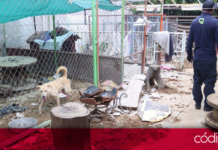 Autoridades municipales clausuraron un refugio de animales en Querétaro tras constatar condiciones de hacinamiento, insalubridad y maltrato