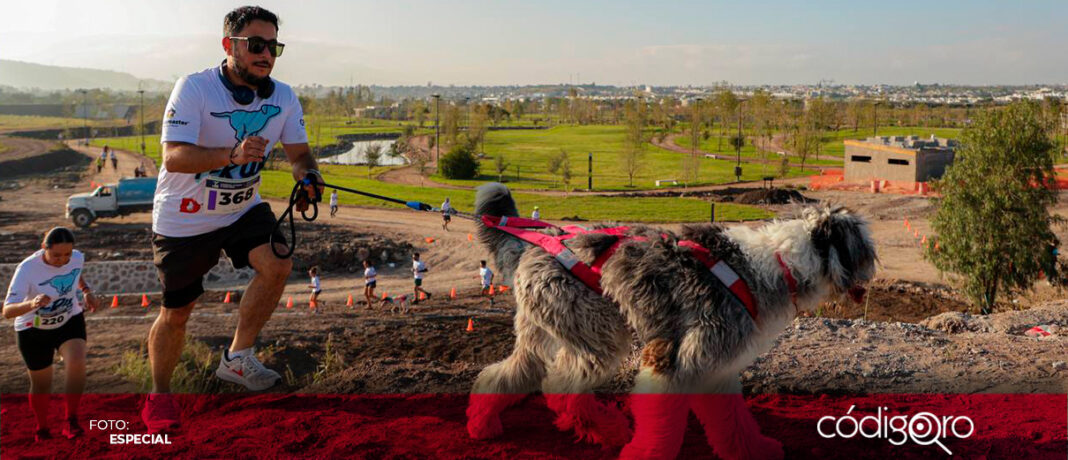 El Parque Intraurbano La Queretana fue escenario de la carrera canina P-Run 2024. Foto: Especial