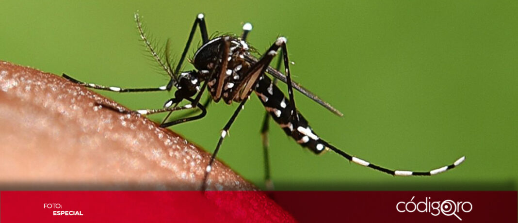 La Secretaría de Salud del Estado de Querétaro estudia el comportamiento epidemiológico del dengue. Foto: Especial