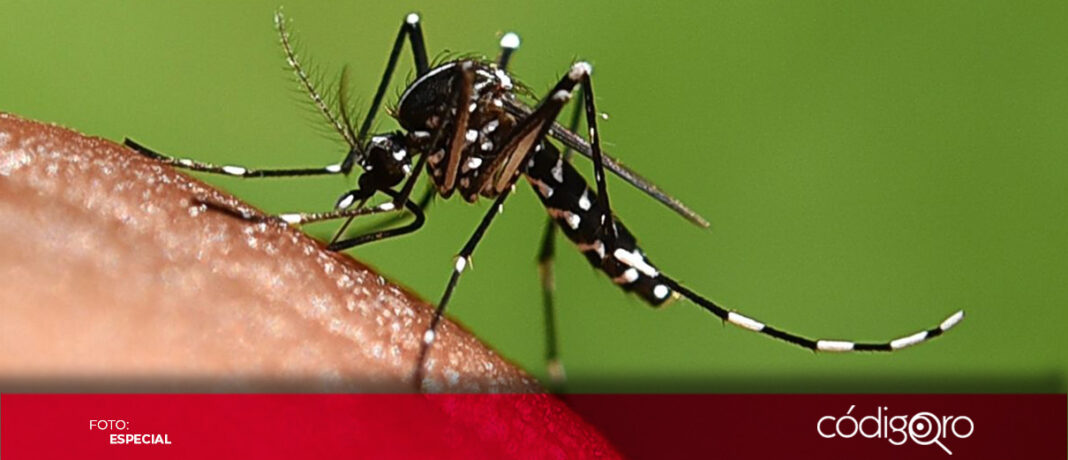 El estado de Querétaro supera los 2 mil casos acumulados de dengue. Foto: Especial