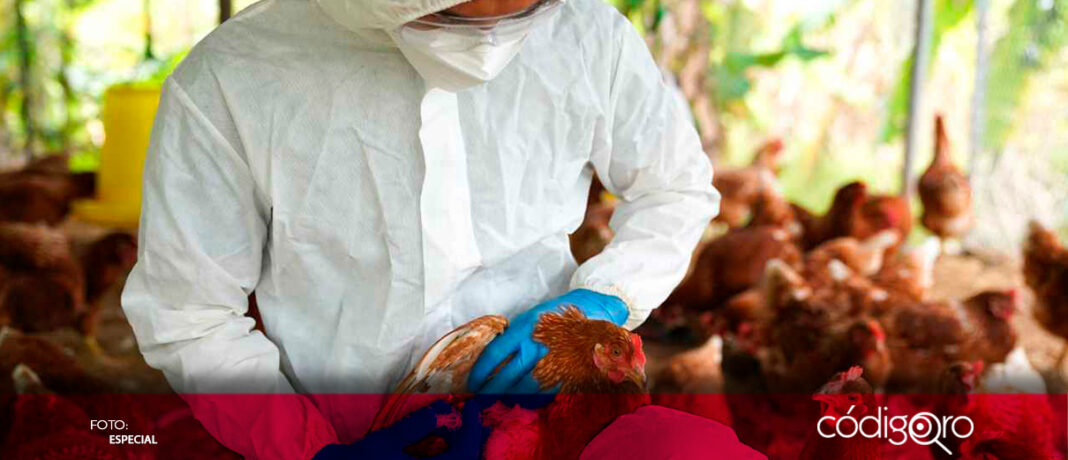 Un paciente fue hospitalizado por presentar un caso grave de gripe aviar en Luisiana, EUA; es el primer caso en humanos, al estar expuesto a aves enfermas y muertas en una granja