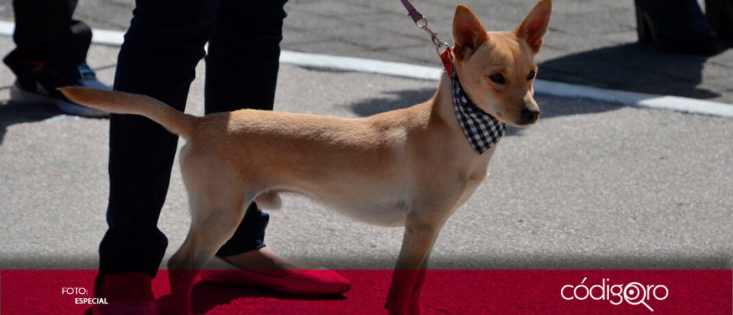 La Secretaría de Bienestar Animal del municipio de Querétaro realiza una jornada de esterilización en colonias, barrios y comunidades de la capital; el objetivo es promover la tenencia responsable de mascotas