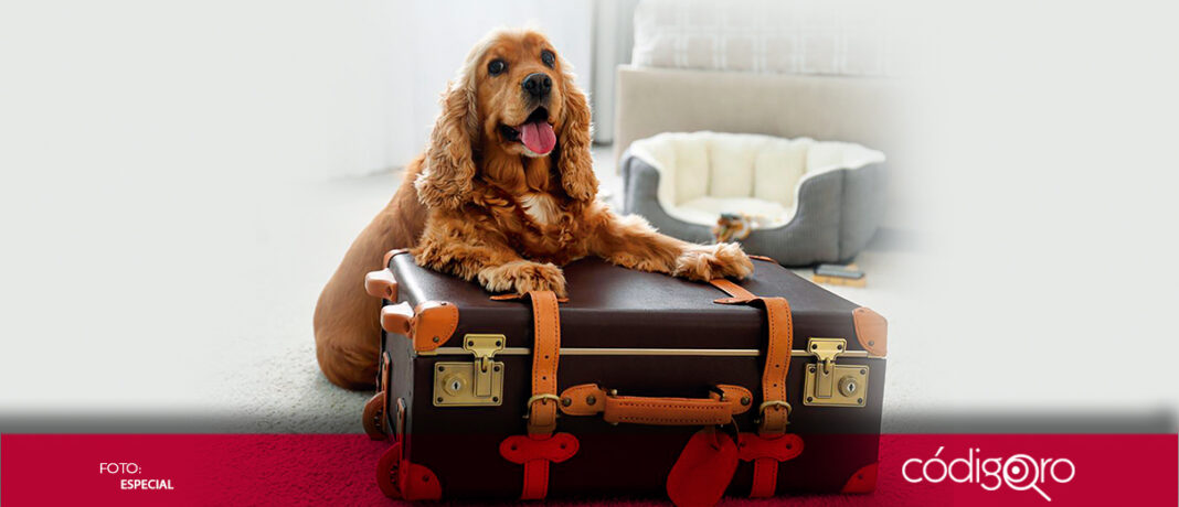 Las mascotas ya son parte integral de las familias y cuando se hace un viaje es difícil encontrar quién las cuide, por lo que hay que considerar pensiones, pero deben estar registradas ante Profeco, que los animales ahí estén vacunados y desparasitados