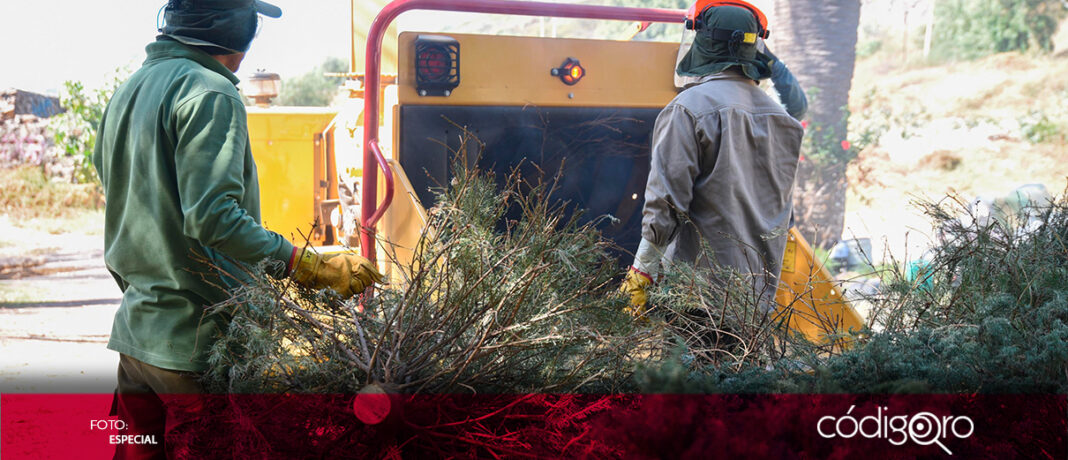 Del 8 al 17 de enero, se realizará la campaña de recolección de árboles de Navidad  en El Marqués; los árboles recolectaos serán triturados para composta que se utilizará en las áreas verdes de la demarcación