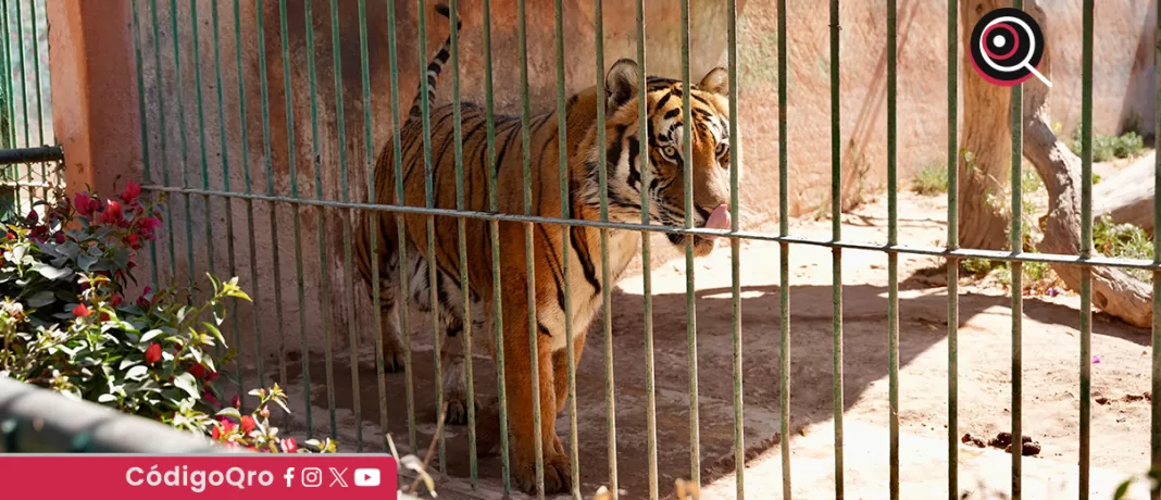 Autoridades federales y estatales llevaron a cabo revisiones en el parque zoológico Wameru. Foto: Especial