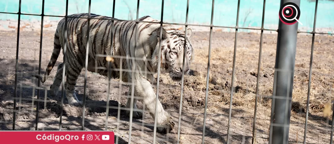 La Profepa realizó una revisión de las condiciones de los animales en el zoológico Wamerú. Foto: Especial