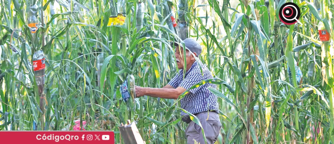 La Cámara de Diputados aprobó una reforma constitucional que prohíbe el cultivo de maíz transgénico en México; el objetivo es salvaguardar las variedades nativa del grano en el país. Foto: Agencia EFE