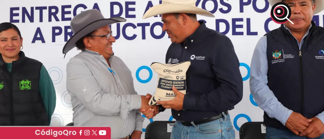 El titular de la Sedea, Rosendo Anaya, encabezó la entrega de maíz para consumo humano en Tolimán; el apoyo se brindó a productores que sufrieron afectaciones por la falta de agua y pérdida de fertilidad en los suelos. Foto: Especial