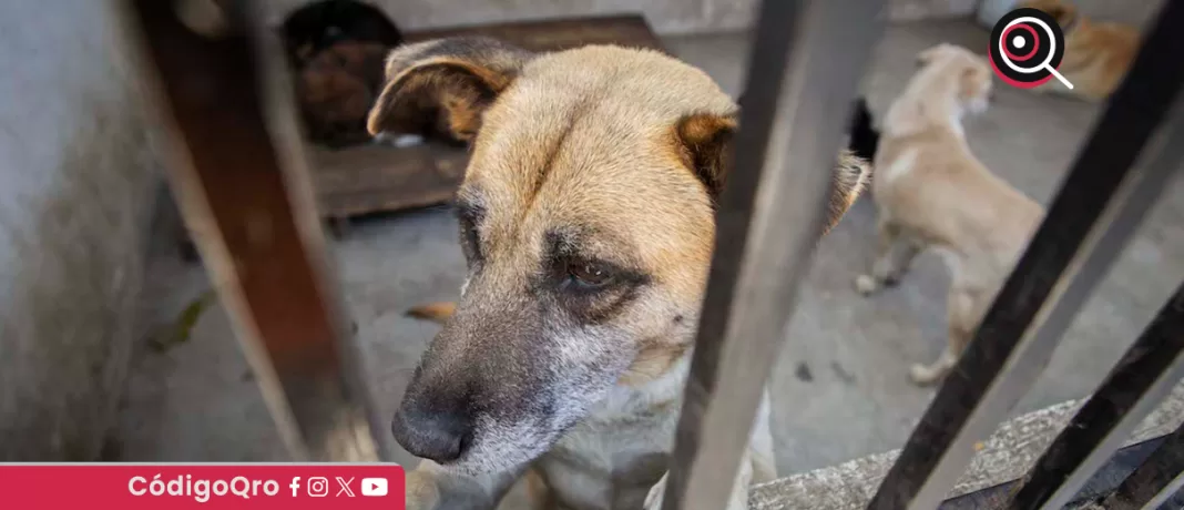 Activistas aseguraron que la Ley de protección animal en la entidad debe contemplar la regulación de todas las actividades que tengan que ver con animales, ya que no todas están reguladas. Foto: Especial