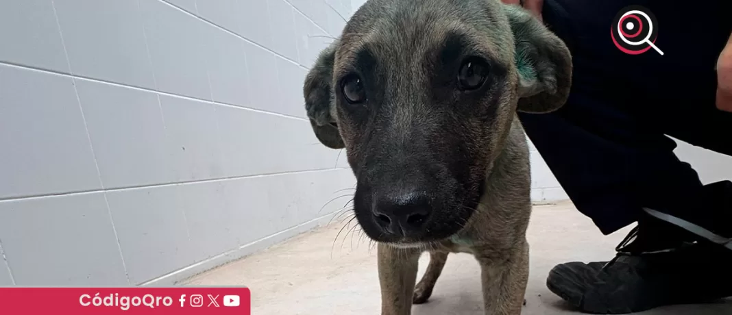 Durante la intervención, la UPAM aseguró un perro de talla mediana y lo trasladó para una evaluación veterinaria / Foto: Especial